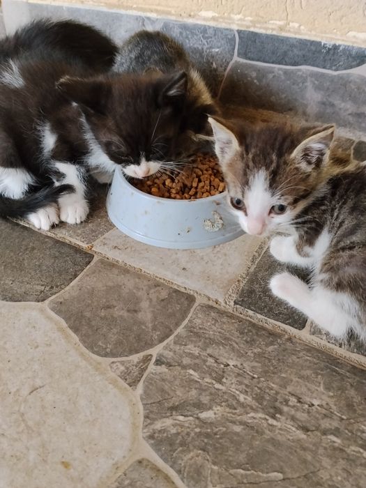 Pui de pisica adopție