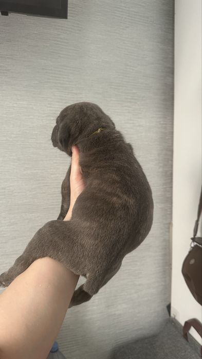 Щенок кане корсо