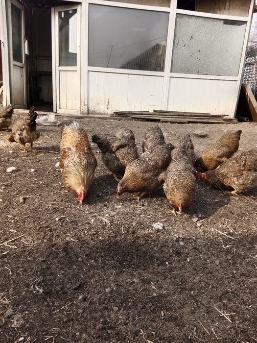 Продам куры Билефельдер.