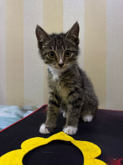 Отдам котенка в добрые руки