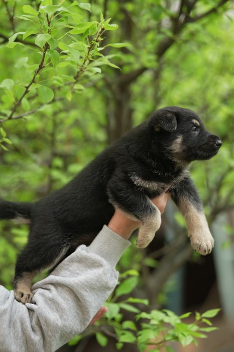Восточно Европейская Овчарка