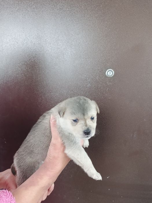 Щенки Бесплатно!