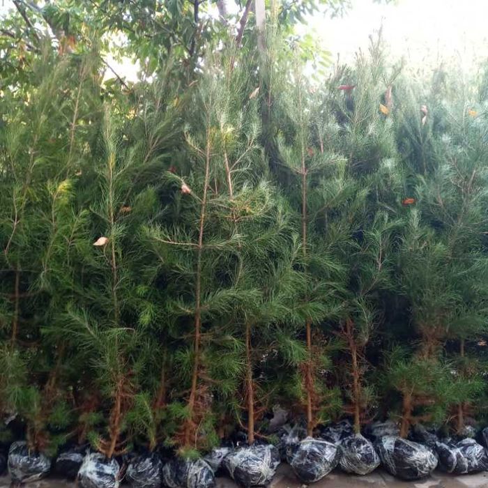 Манзарали дарахт кўчатлари-Декоративные саженцы