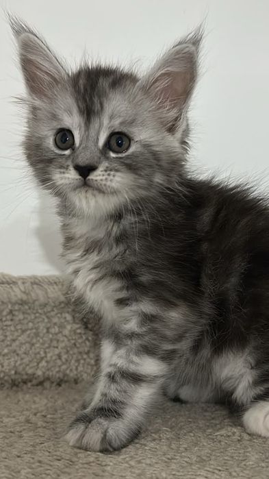 Котята продажа бронь питомник Мейн-Кун