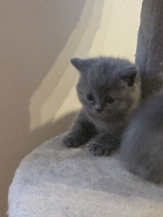 Британски късокосмеси котенца