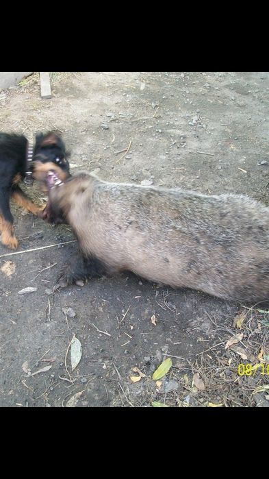 .фокстерьер.сучка.