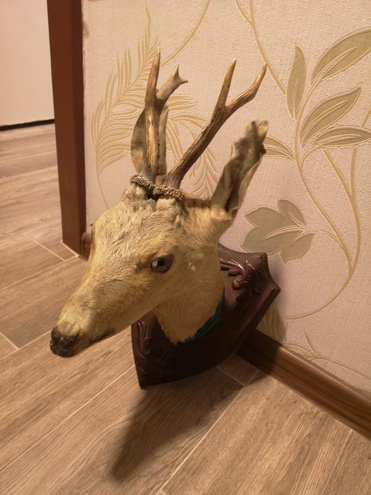 Vând trofeu căprioara frumos taxidermie