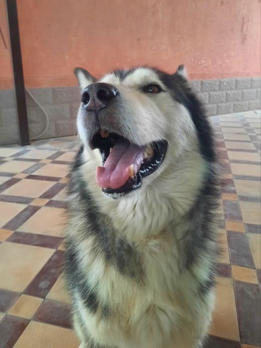 Аляскинский Маламут еркек сатылады