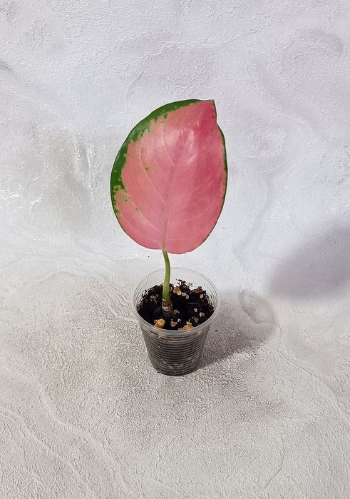 Детки Аглаонем в наличии