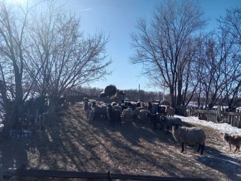 Продам баранов разного возраста