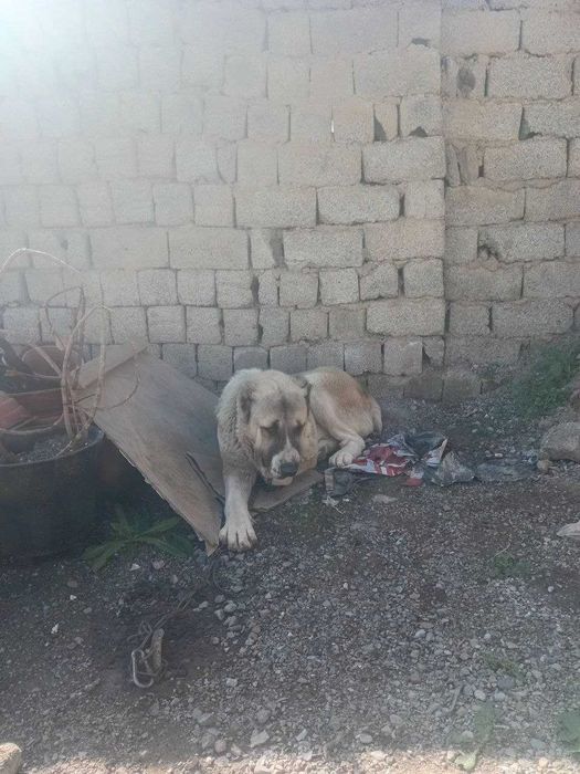 Среднеазиатская Овчарка