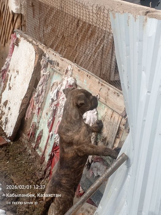 Щенок кане корсона