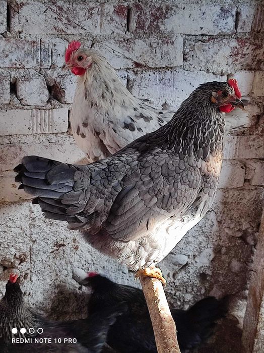 Разплодни яйца от Шведски Исбар