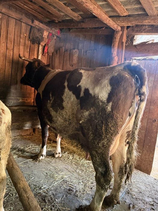 Vaca 8 Ani cu vițel