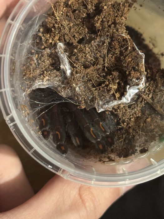 Psalmopoeus irminia • L6- L7 • неопред