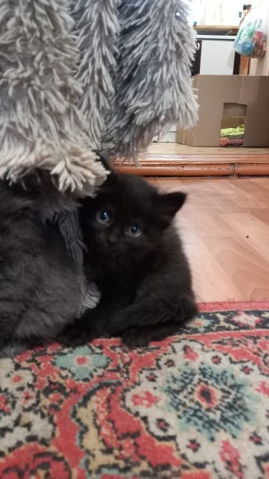 Отдам котят ДАРОМ