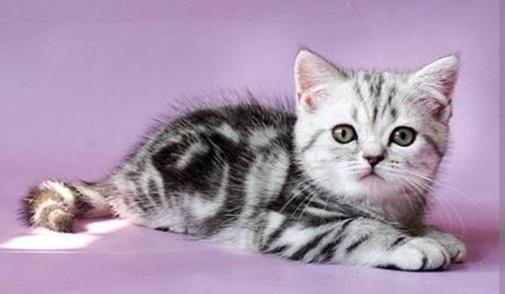 Котята Британцы Мраморные