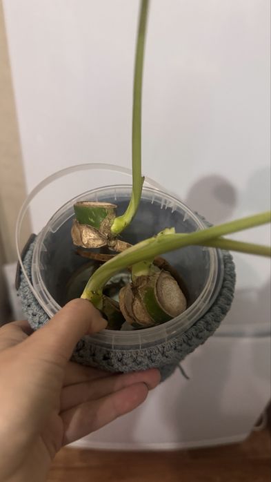 Монстера Тайское созвездие