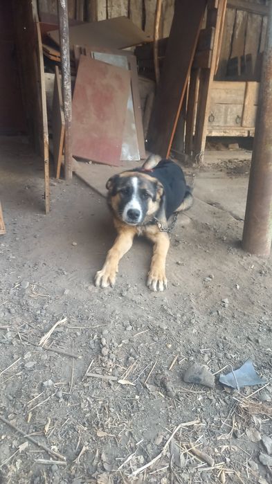 Продам щенка авчаку