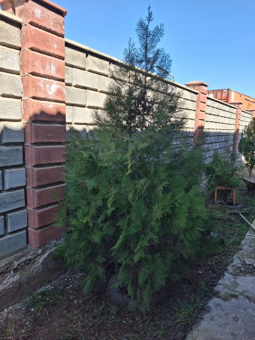 Туя домашний продам