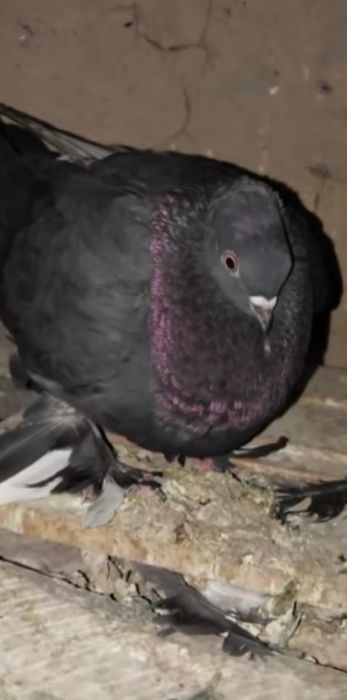 Продажа голубей разной масти