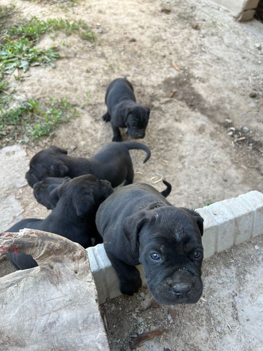 Животные, собаки