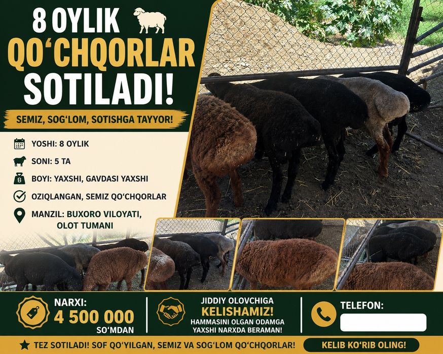 8oylik semiz qo‘chqorlar sotiladi. 5 ta bor. Yaxshi boqilgan, sog‘lom.