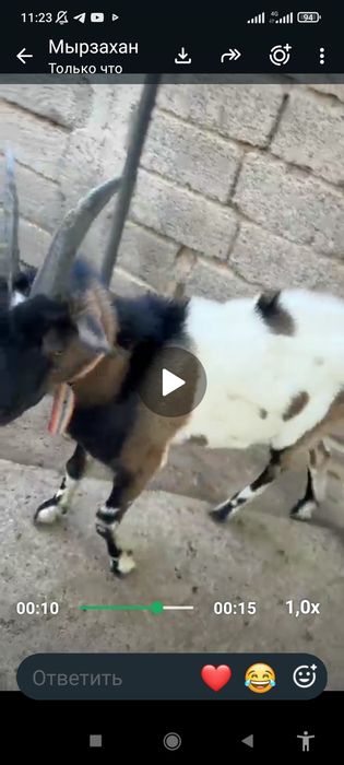Козел самец алпийскай