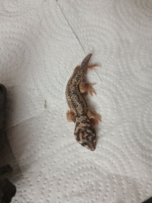 Продам ящерицу эублефар