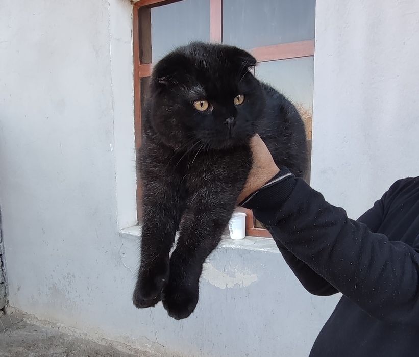 Скотиш фолд сотилади кушишга тайор
