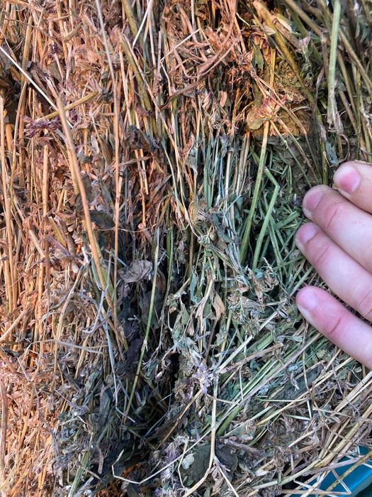 Baloti Lucerna Calitatea 1