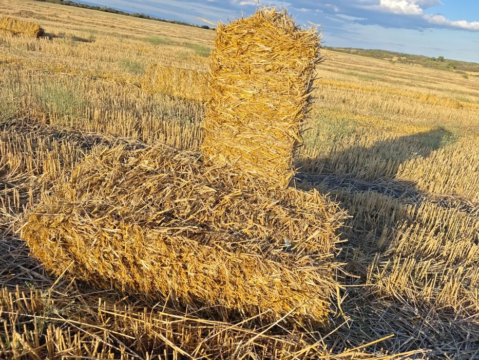 Бали пшенична слама
