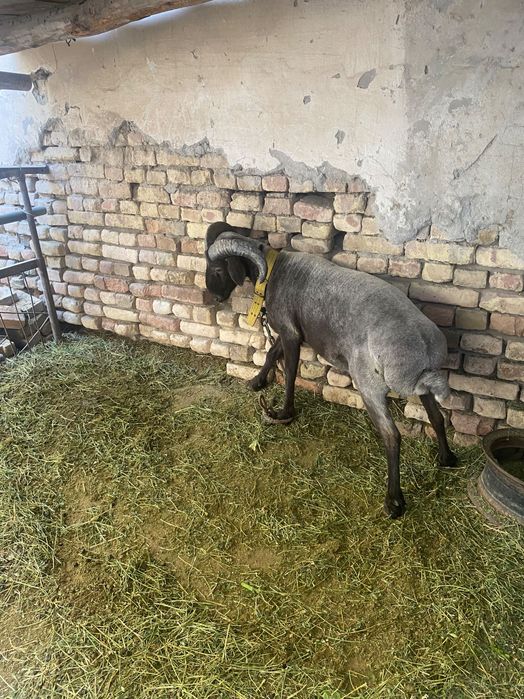 Qoʻchqor sotiladi jangara