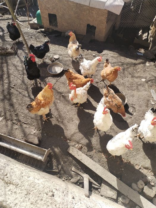 Cocoși tineri 3 kg de țară