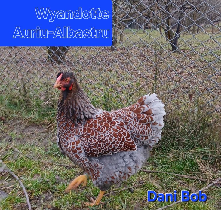 Oua de incubat / puisori de gaina rasa Australorp & Wyandotte