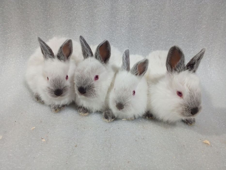 Kaliforniya quyonchalar