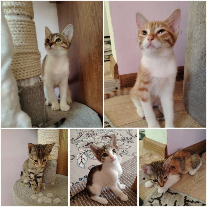 Котята в ответственные руки!