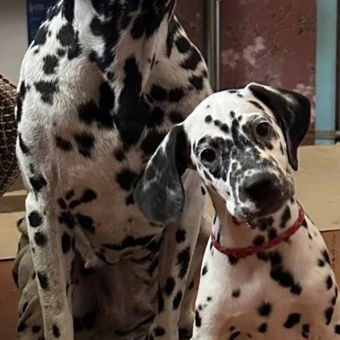 Продаются щенки Далматины,возраст 2- месяца