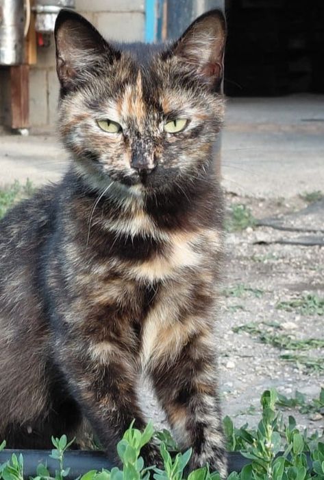 Отдам котят бесплатно