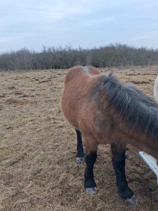 Vând mânz sau schimb cu animale