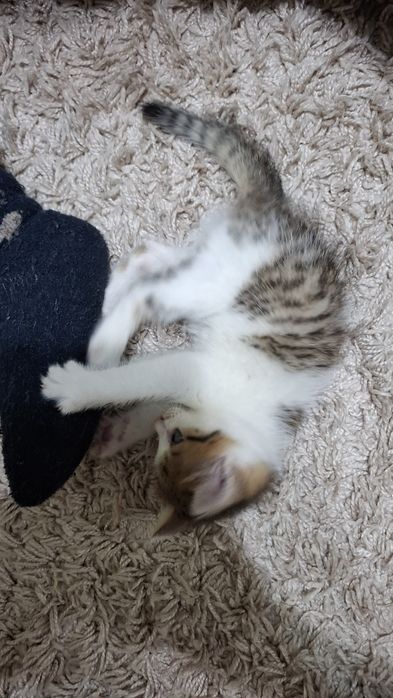 Отдам котёнка в добрые руки