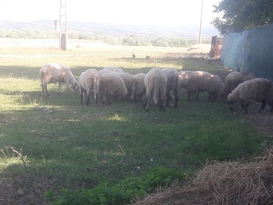 Oi , berbec și miele