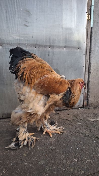 Vând ouă de incubat brahma 2026