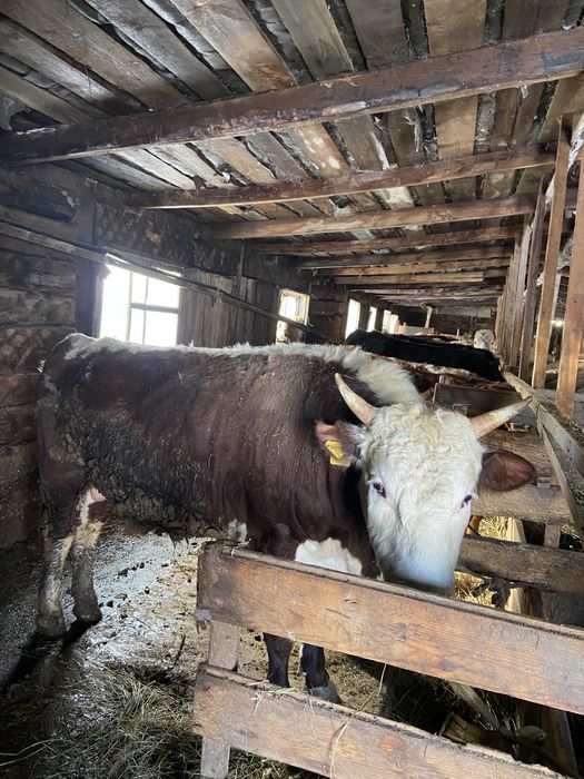 Продам бычков 11 бас