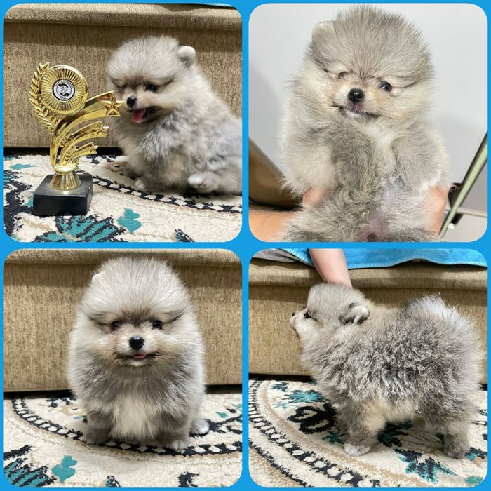 Щенок пом шпица.кобель.