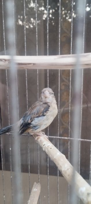 Канарейка гибрид нар