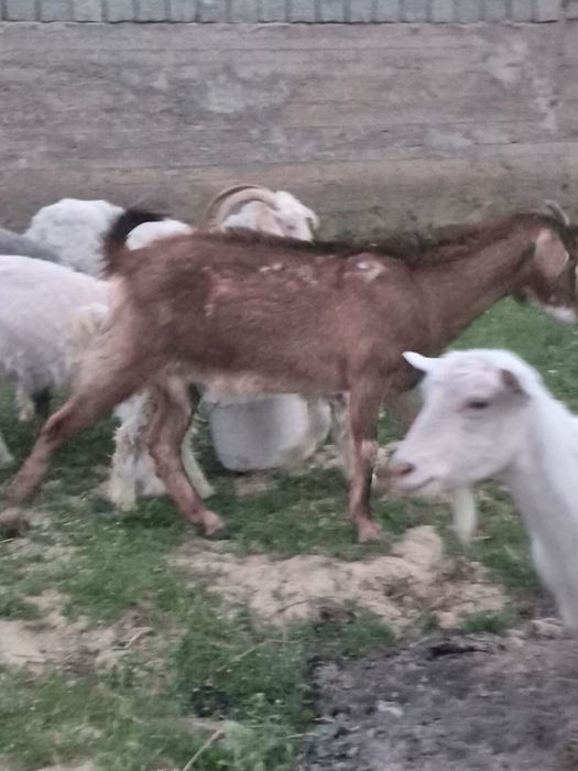 6бас ешкі сатылады