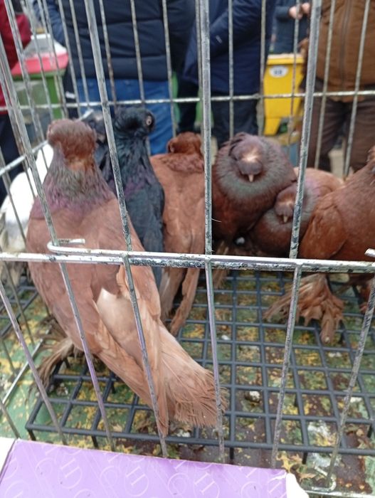 Jucătorii de Botoșani