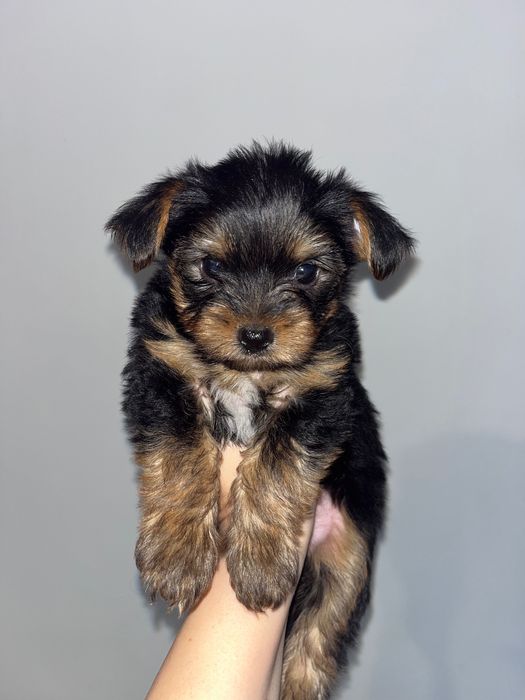 Сладък мъж Йорки