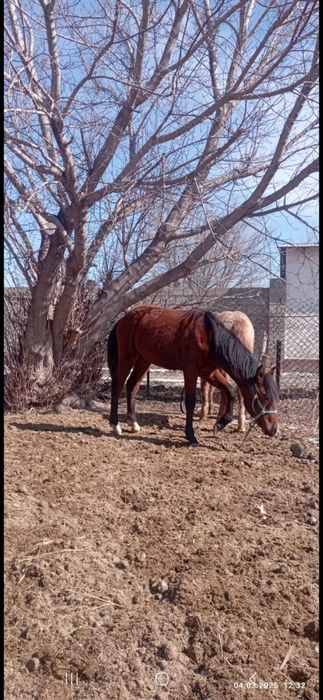 Ургашы тайлар 310 мыннан